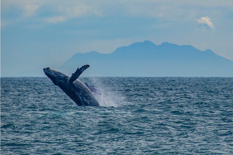 Educadores participam de projetos sobre Educação ambiental e conservação da vida marinha