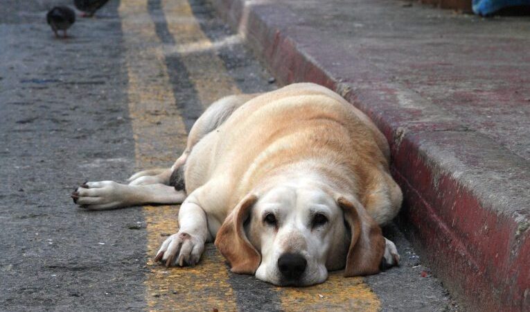 Comissão aprova garantia de lar provisório a animais dependentes de tutores presos