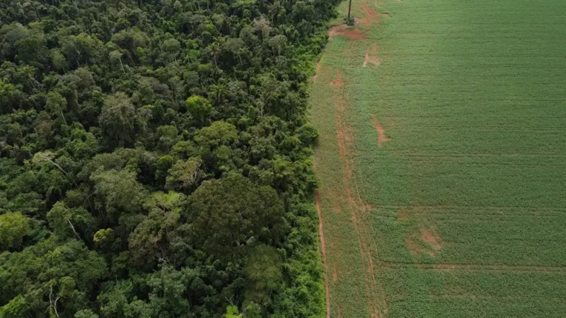 Lula e Guterres lideram diálogo sobre fundo de preservação das florestas tropicais em Nova York