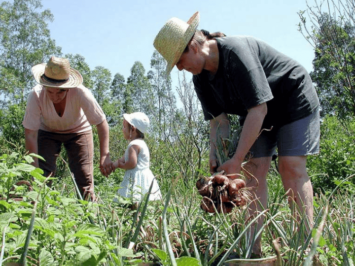 MP abre crédito extraordinário de R$ 375 milhões para a agricultura familiar