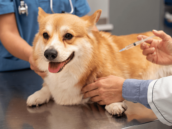 Projeto no Senado prevê dedução de despesas com cães e gatos no Imposto de Renda