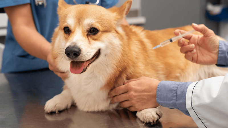 Projeto no Senado prevê dedução de despesas com cães e gatos no Imposto de Renda