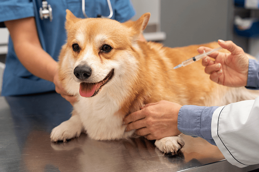 Projeto no Senado prevê dedução de despesas com cães e gatos no Imposto de Renda