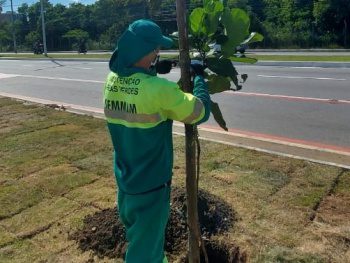 Orla de Camburi ganha novas árvores