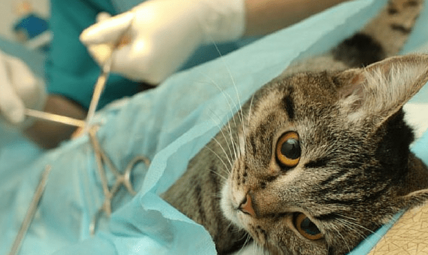 “Vitória da Castração Animal”: clínicas interessadas já podem acessar o Edital de Credenciamento