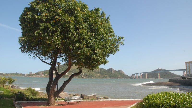 Dia da Árvore: Projeto prevê uma árvore para cada habitante de Vitória