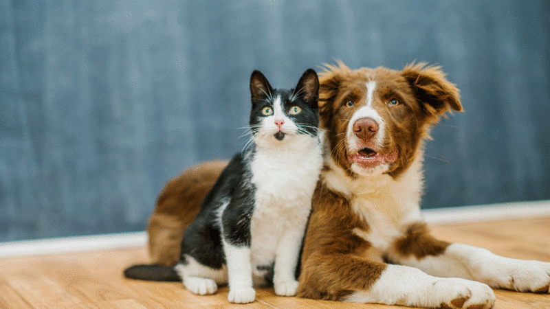 Dia Mundial dos Animais: Evento de Adoção de Cães e Gatos, no Parque Manolo Cabral acontece no próximo sábado