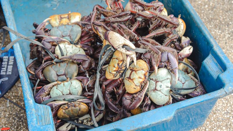 Caranguejo-uçá e do sururu do costão rochoso ainda estão em período de defeso