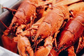 Defeso: Empresas têm até domingo (7) para declarar o estoque de lagostas