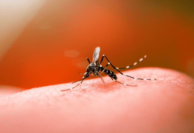 Principais criadouros do Aedes aegypti estão em residências, segundo estudo