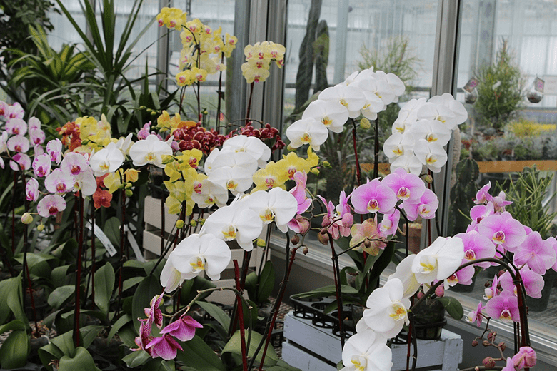 Decoração: saiba quais são as melhores orquídeas para decoração