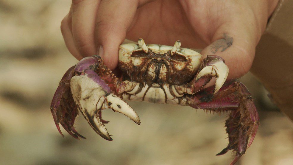 Meio-Ambiente: Semmam apreende cata ilegal de caranguejos