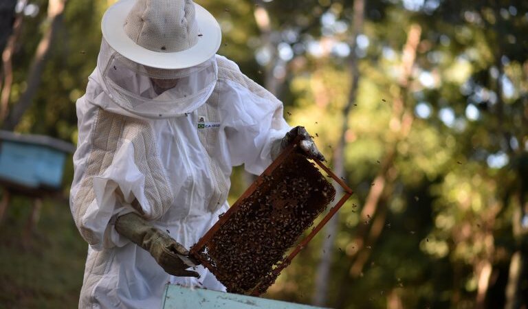 Comissão debate mortalidade de abelhas por causa do uso de agrotóxicos