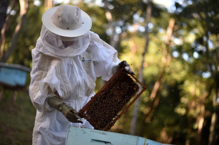 Comissão debate mortalidade de abelhas por causa do uso de agrotóxicos