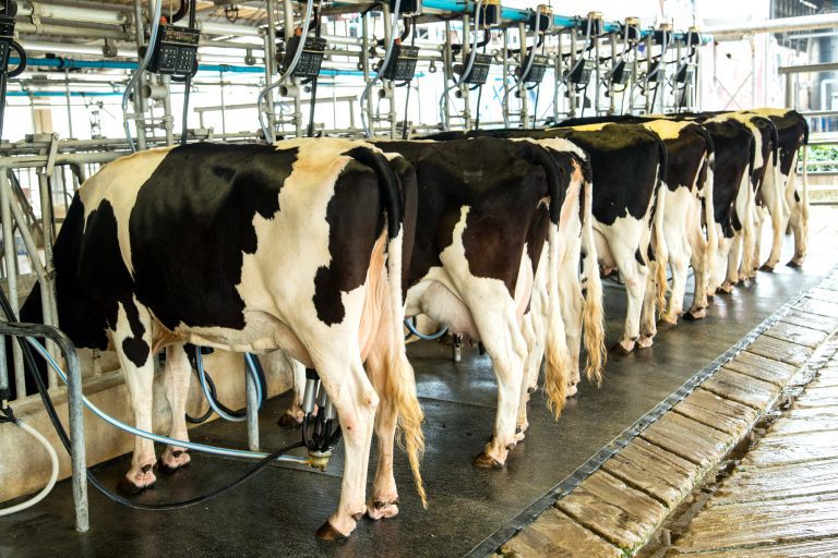 Cancelada audiência sobre eficácia de programa de incentivo a produtor de leite